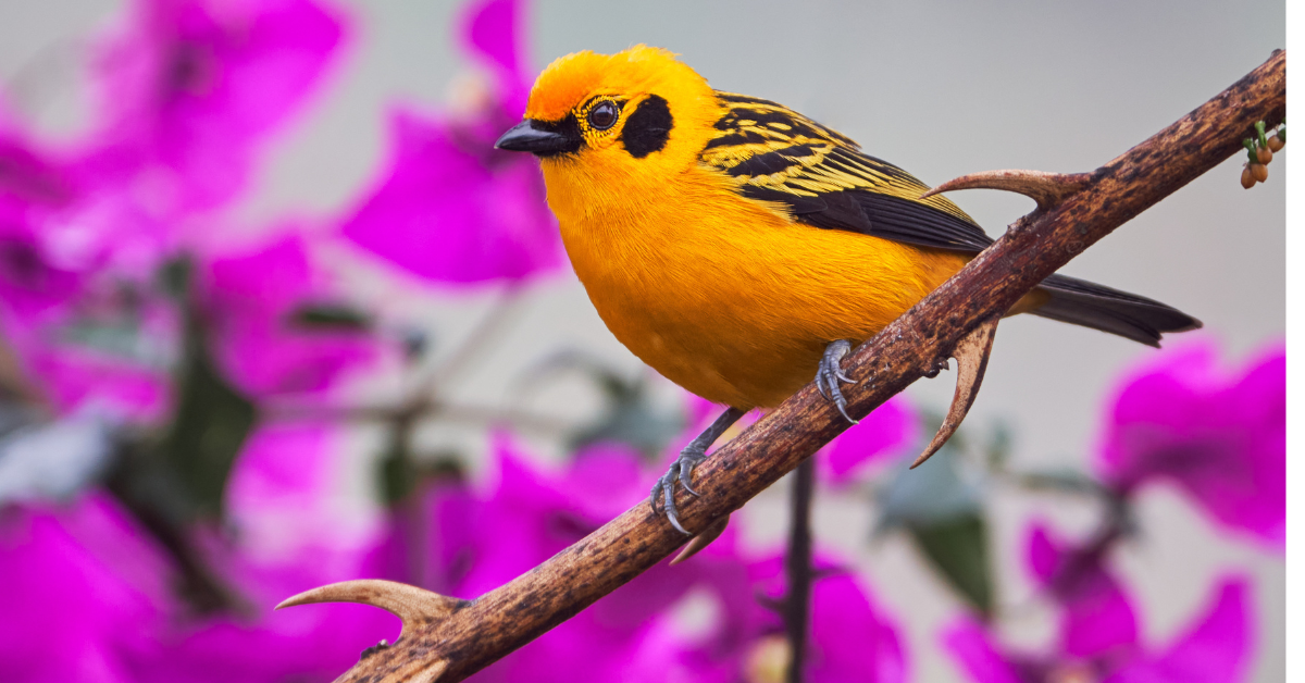 The Science on Wildlife and Wireless Radiation